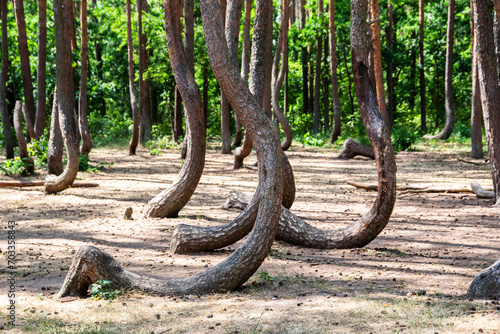 A crooked pine forest growing in Gryfino, Poland. Tourist attraction of Poland. photo