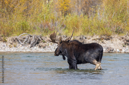 Bull Moose Crossing the Snake River in Grand Teton National Park Wyoming in Autumn