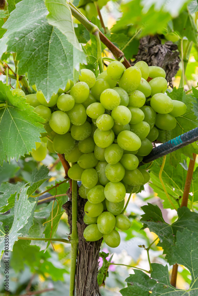 Fototapeta premium Juicy and tasty big bunches of ripe grapes on plantation bushes
