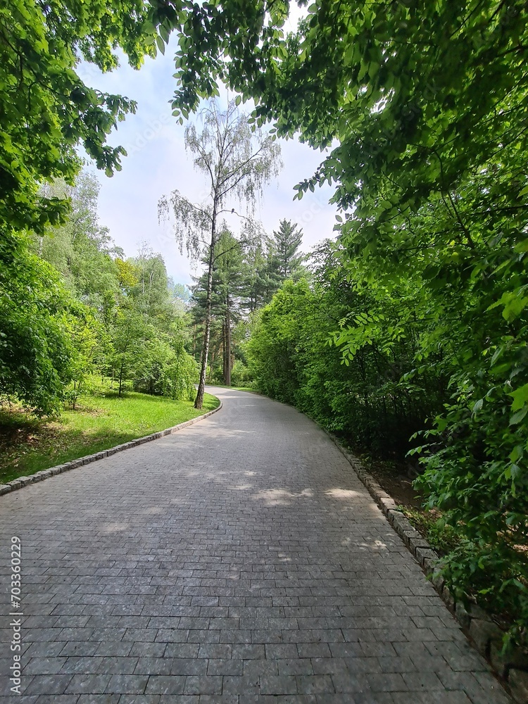 Fototapeta premium path in the forest