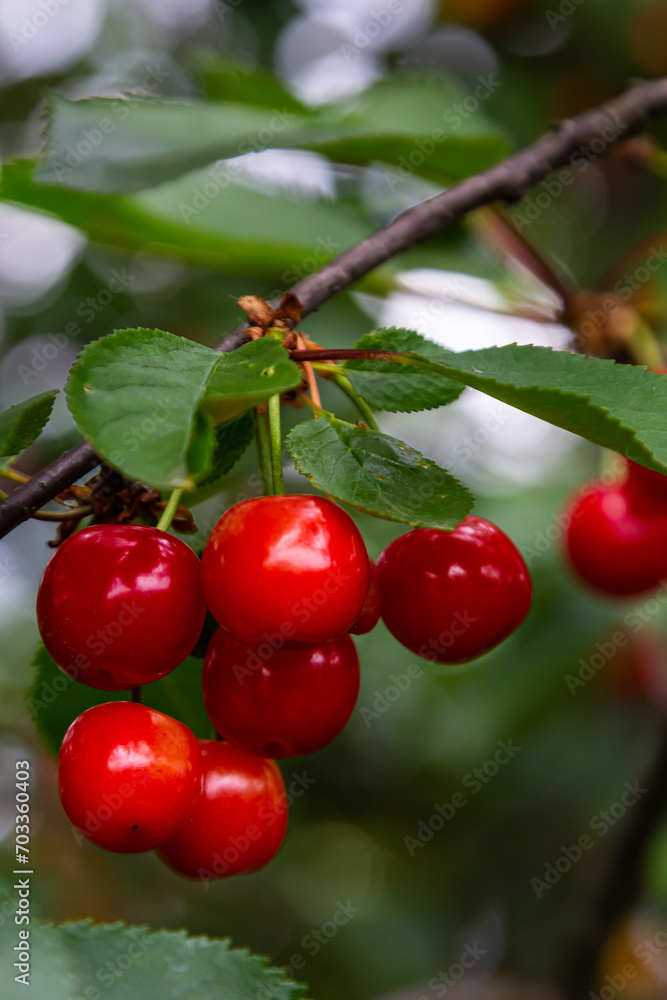 Obraz premium Branch of ripe red cherries on a tree in a garden