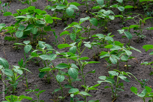 Young green soybean leaves in the field