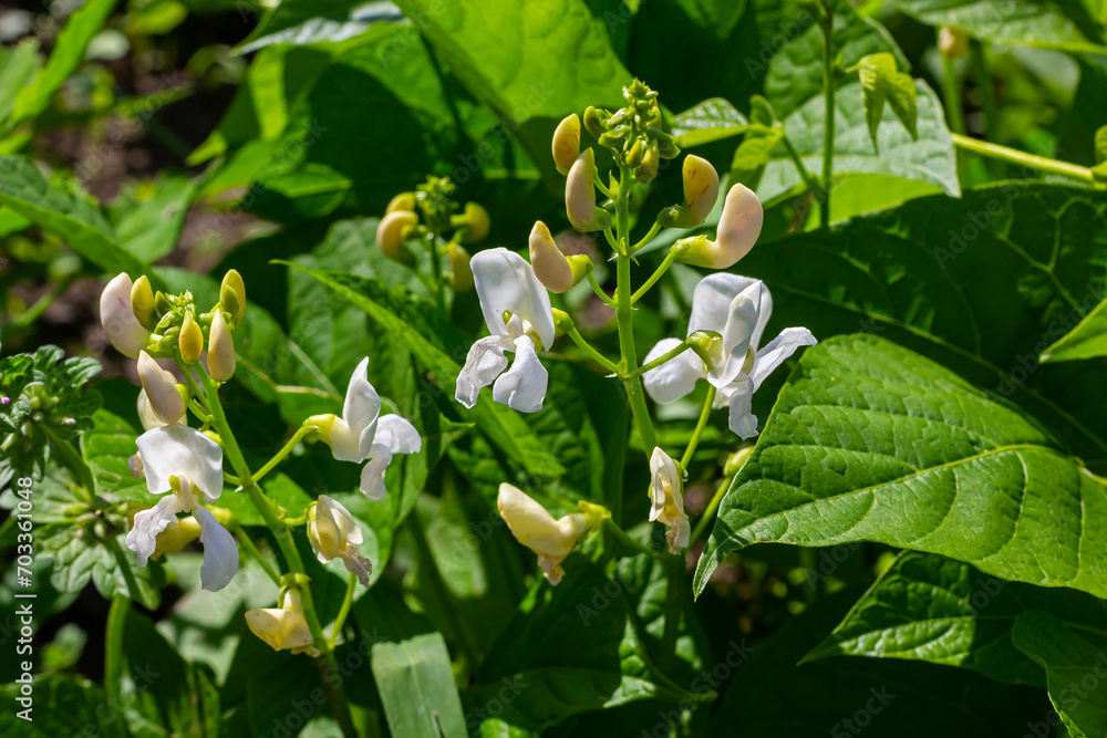 Obraz premium Plants of the kidney bean with flowers and young ripening pods on a plantation, view from the bottom