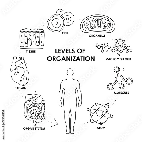 Organisation in organisms color line  diagram.