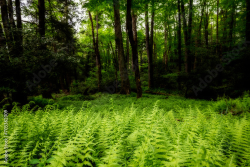 Fern growing green and wild in nature
