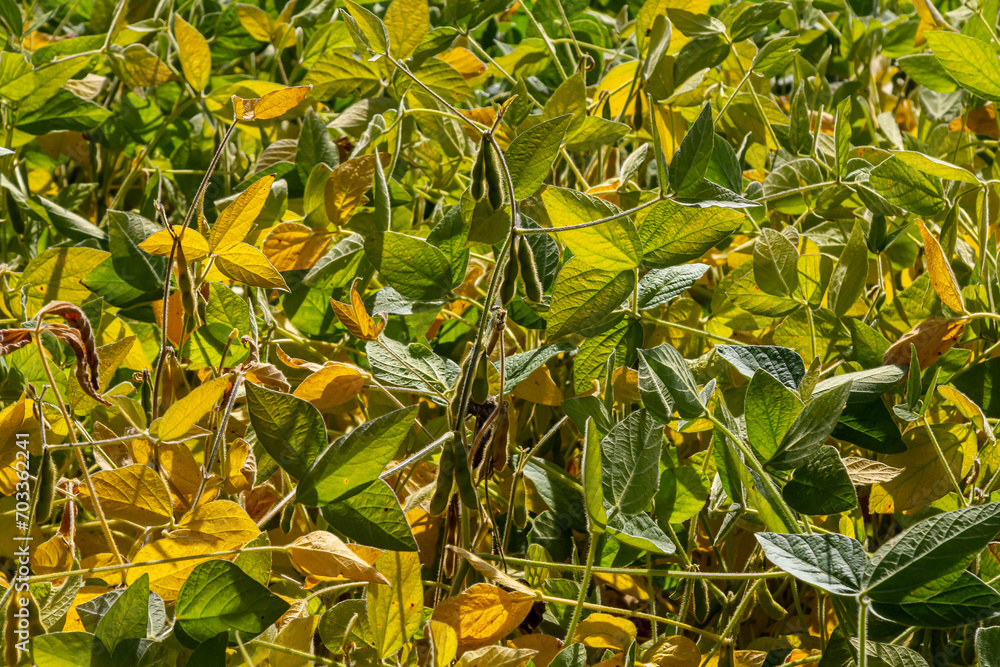 Soybean pods, close up. Agricultural soy plantation on the sunny field bokeh background. Soy bean plant in sunny field