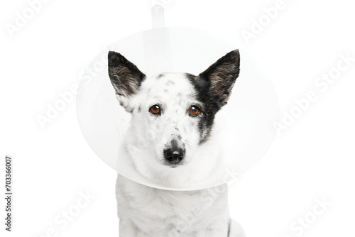 The dog is wearing a plastic cone