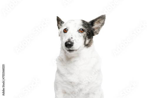 The dog is looking forward, no background