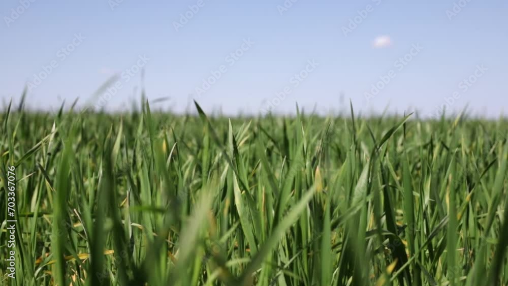 Close up swaying of green grass of wheat field in autumn or summer on a sunny day Close up swaying of green grass of wheat field in autumn or summer on a sunny day