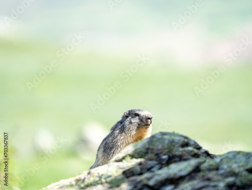 A small squirrel is seen peeking over the edge of a rock or ground, with its face partially obscured by an unidentifiable blurred object. The background is filled with a soft focus of greenery indicat