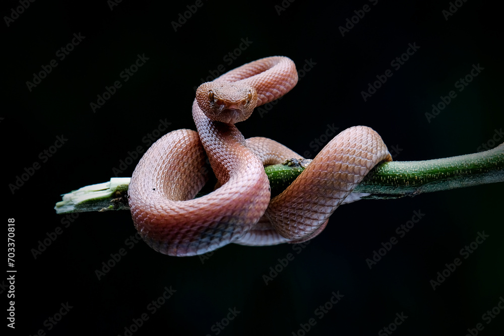 Fototapeta premium close up of a snake