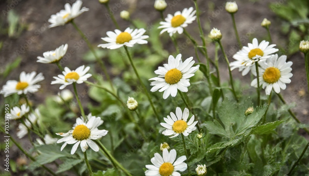 Obraz premium white wild daisies bloom in the garden on a summer day