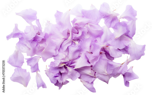 Genuine Image Featuring Lavender Canterbury Bell Petals on a Crisp White Backdrop Isolated on Transparent Background PNG.