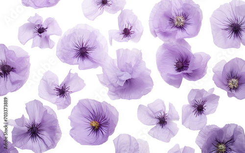 Genuine Picture Illustrating the Allure of Lavender Canterbury Bell Petals on White Isolated on Transparent Background PNG. © Haider