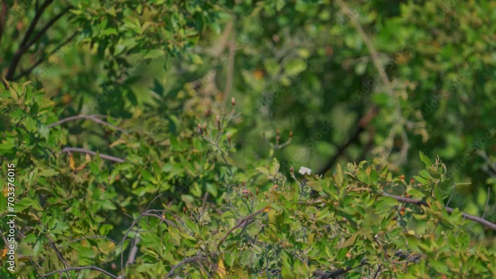 Bee-eater landing on a branch with a bee in its beak
