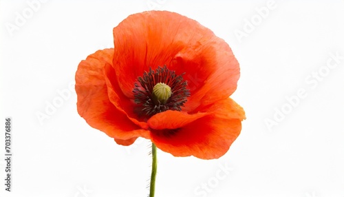beautiful red poppy flower isolated