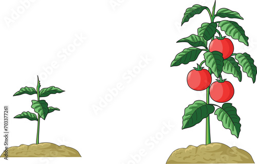 Illustration showing plant rooted in soil with leaves and tomato fruits