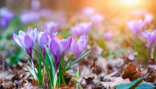 purple crocus flowers bloom in the forest on a sunny spring day