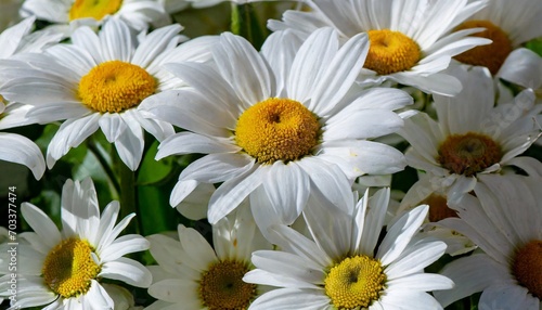 pattern of large daisies of different sizes