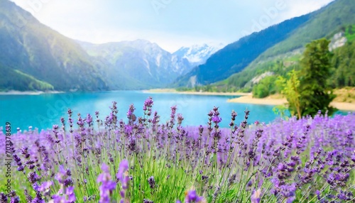 field of lavender flowers blooming in front of a mountain lake