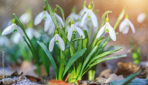 Wallpaper Mural beautiful first flowers snowdrops in spring forest Torontodigital.ca
