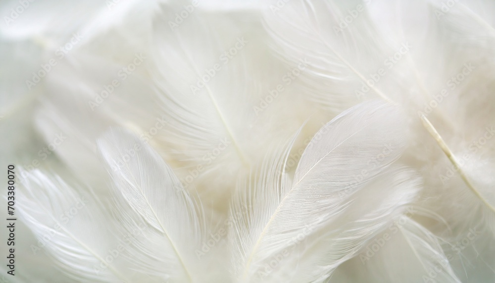 Obraz premium white feathers background