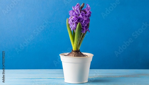 purple hyacinth in a flower pot stands on a table on a blue background photo
