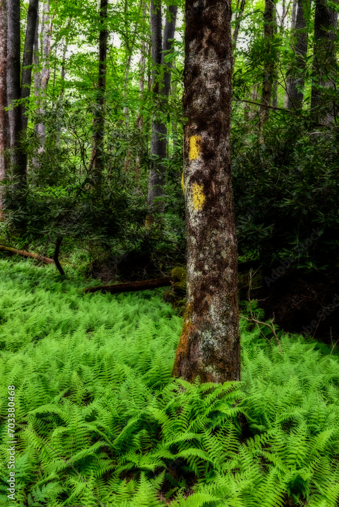 Fern surrounding trunk of tree at Green scenery on Glady Fork River area Fern surrounding trunk of tree at Green scenery on Glady Fork River area
