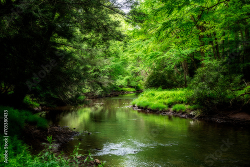 Green scenery on Glady Fork River