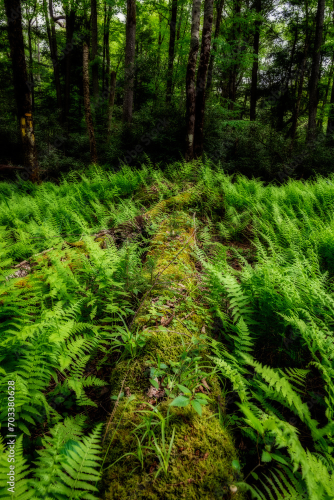 Fototapeta premium Fern growing over a tree trunk on the ground