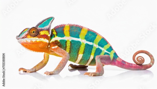 colourful chameleon on a white background
