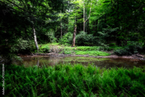 Glady Fork stream flowing through pattches of ferns © dfriend150
