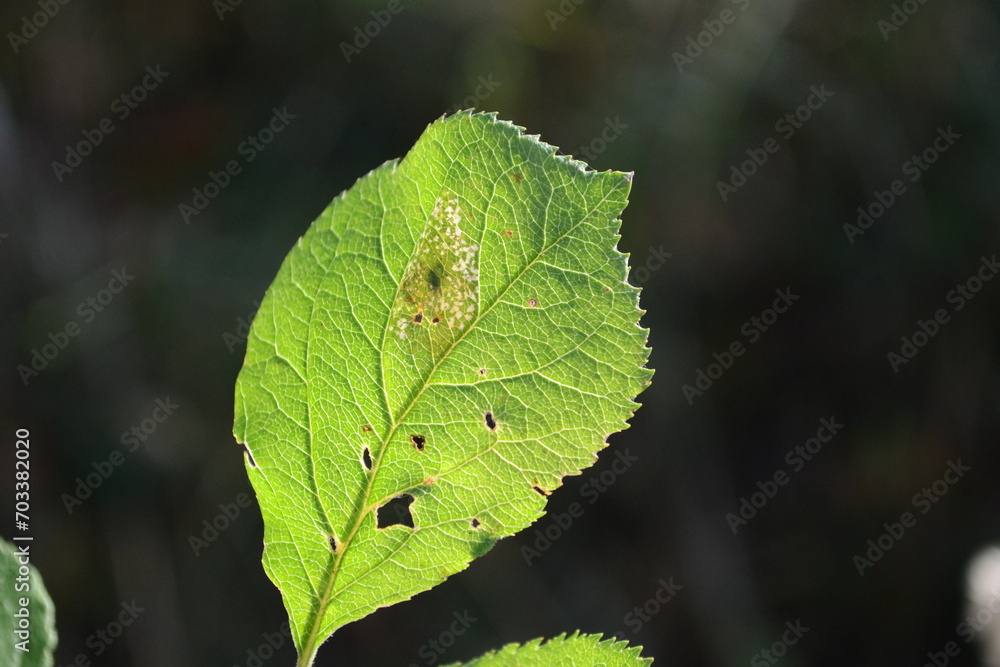 close up of green leaves close up of green leaves
