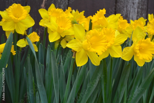 Fototapeta Naklejka Na Ścianę i Meble -  Narcissus pseudonarcissus wearing a beautiful dress in the garden