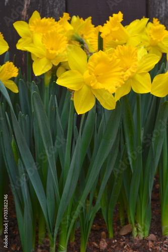 Fototapeta Naklejka Na Ścianę i Meble -  Narcissus pseudonarcissus wearing a beautiful dress in the garden