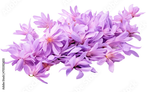 A Genuine Snapshot Displaying the Grace of Purple Aster Petals on White Canvas Isolated on Transparent Background.