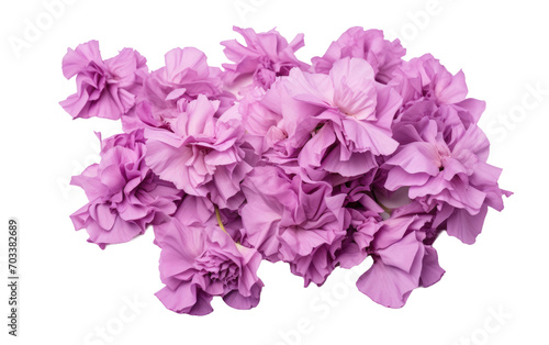 A Genuine Snapshot Displaying the Grace of Purple Carnation Petals Isolated on Transparent Background.