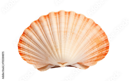 Real Photo of a Scallop on a White Canvas Isolated on Transparent Background PNG.