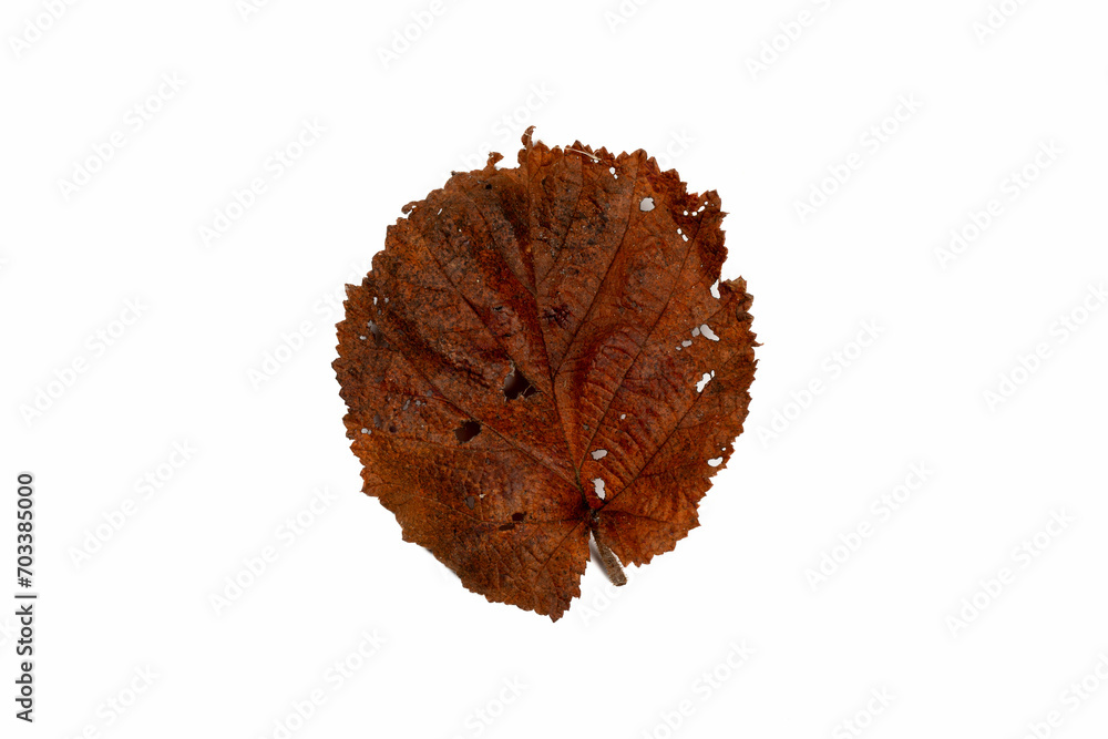 Fleeting Beauty: Brown Leaves on White Background - Symbolic of Transience Fleeting Beauty: Brown Leaves on White Background - Symbolic of Transience