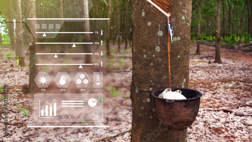 Rubber tree filled and latex with infographics Smart farming and precision agriculture with IoT, digital technology agriculture and smart farming concept. photo