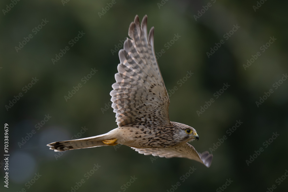 Fototapeta premium Male kestrel inflight