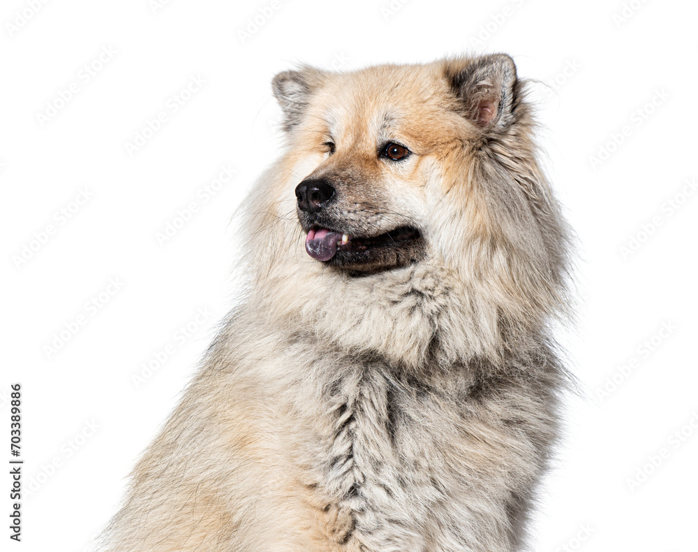 Head shot of a Eurasier dog looking away, Isolated on wite
