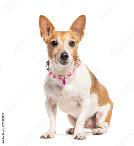 Jack Russell Terrier wearing a pink pearl necklace, Isolated on white © Eric Isselée