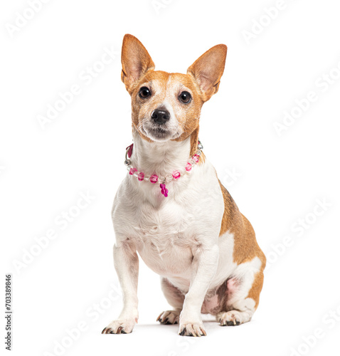 Jack Russell Terrier wearing a pink pearl necklace, Isolated on white