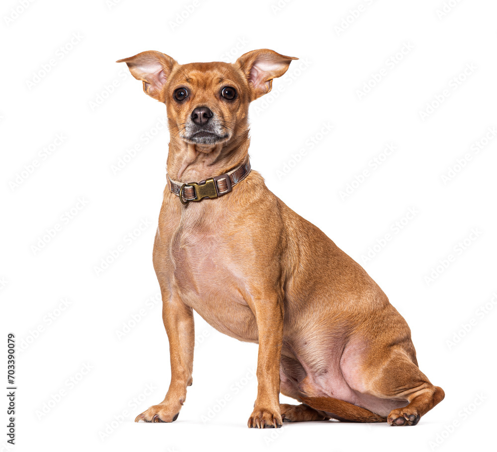 Sitting small Mongrel wearing a dog collar, Isolated on white