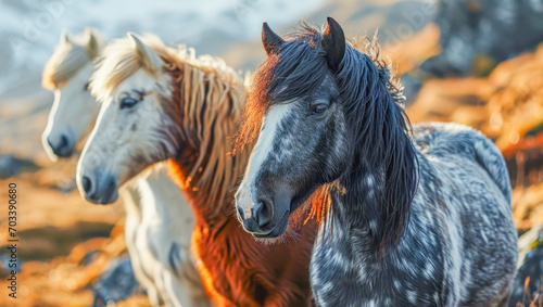 Icelandic wild horses in herd in the mountains of Iceland in autumn  Animals concept  generative ai