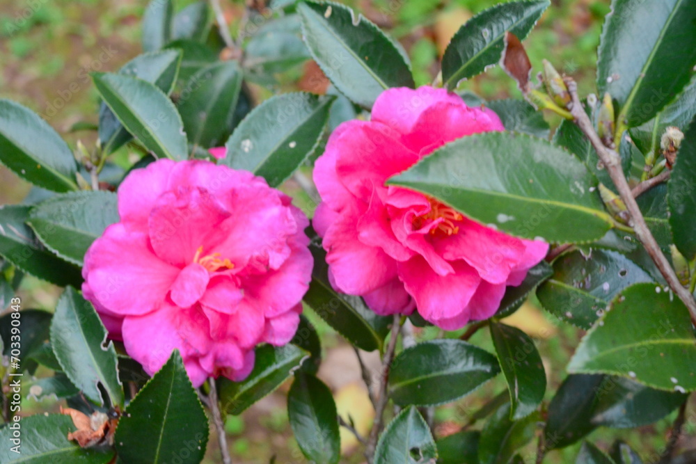 Pink and fresh blooming Camellia sasanqua and Camellia japonica