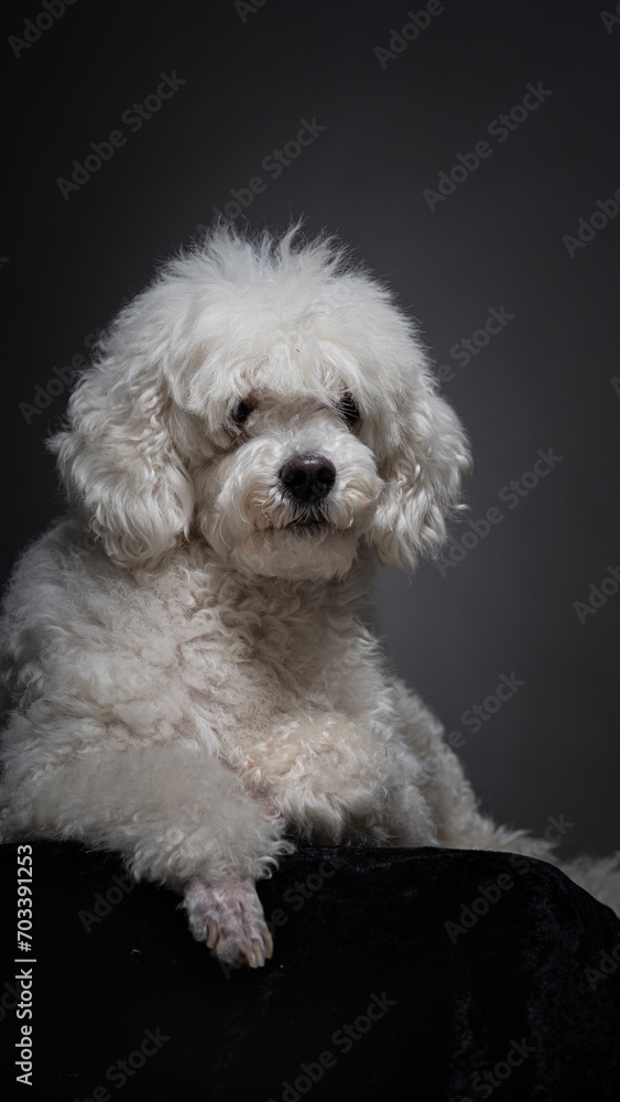 White poodle White poodle