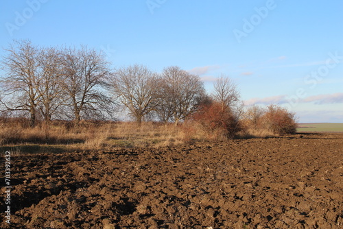 A dirt field with bare trees