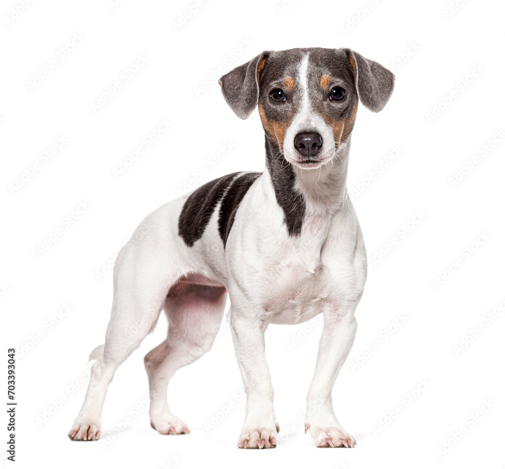 Tricolor portrait of a cute Jack Russell Terrier puppy, Isolated on white